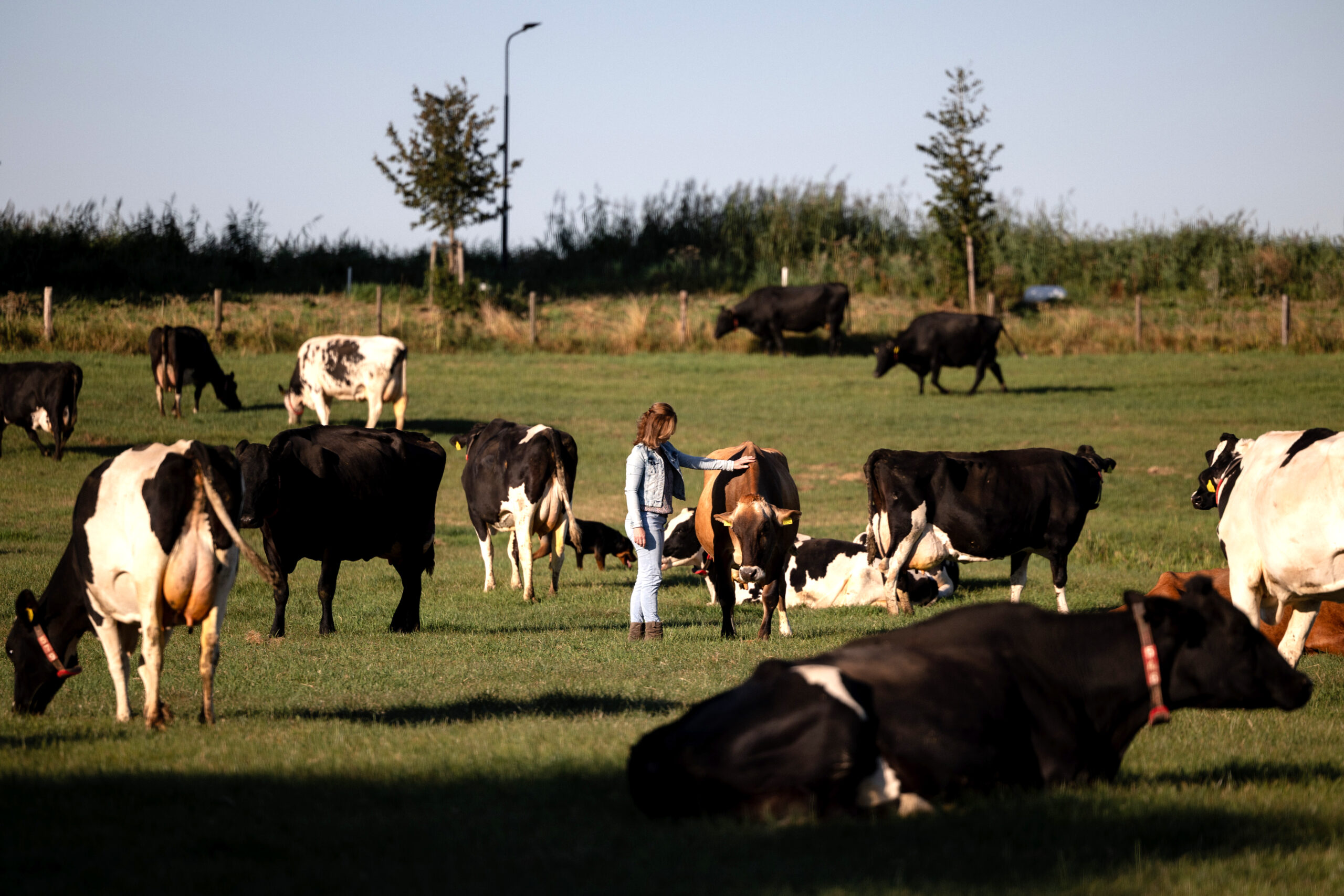 Willeke among the cows on the farm behind Milk & Meetings